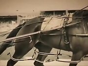 Horse burlesque