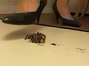 Crush spider