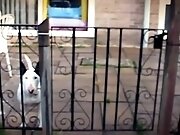 Diary of a Porn Virgin