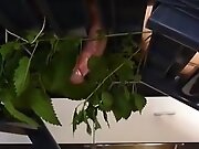 Cock Nettle Torture to Cum
